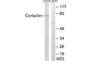Western blot analysis of extracts from LOVO cells, using Cortactin (Ab-466) Antibody. (Cortactin 抗体  (AA 441-490))