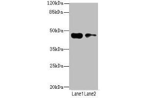 Western blot All lanes: CCNE2antibody at 3. (Cyclin E2 抗体  (AA 255-404))