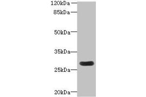 Western blot All lanes: MORN3 antibody at 2 μg/mL + Mouse kidney tissue Secondary Goat polyclonal to rabbit IgG at 1/10000 dilution Predicted band size: 28, 19 kDa Observed band size: 28 kDa (MORN3 抗体  (AA 1-240))