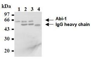 Western Blotting (WB) image for anti-Abl-Interactor 1 (ABI1) antibody (ABIN1449186) (ABI1 抗体)