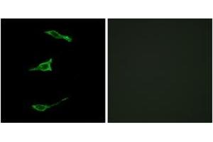 Immunofluorescence analysis of LOVO cells, using FFAR1 Antibody. (FFAR1 抗体  (AA 185-234))