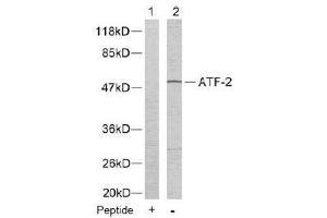 Image no. 2 for anti-Activating Transcription Factor 2 (ATF2) (Thr55), (Thr73) antibody (ABIN197150) (ATF2 抗体  (Thr55, Thr73))