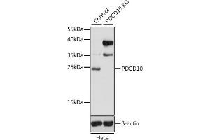 Western blot analysis of extracts from normal (control) and PDCD10 knockout (KO) HeLa cells, using PDCD10 antibody (ABIN7269539) at 1:1000 dilution. (PDCD10 抗体  (AA 1-212))