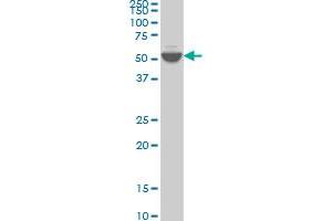 Western Blotting (WB) image for anti-Dual Specificity Phosphatase 5 (DUSP5) (AA 286-384) antibody (ABIN560667)