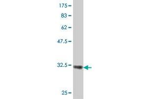 Western Blotting (WB) image for anti-Membrane-Spanning 4-Domains, Subfamily A, Member 2 (Fc Fragment of IgE, High Affinity I, Receptor For, beta Polypeptide) (MS4A2) (AA 1-59) antibody (ABIN560856)
