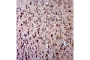 Paraformaldehyde-fixed, paraffin embedded rat brain; Antigen retrieval by boiling in sodium citrate buffer (pH6.