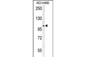 Western blot analysis in NCI-H460 cell line lysates (35ug/lane). (CNNM4 抗体  (AA 565-593))