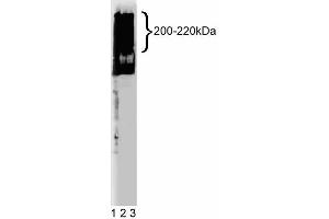 Western blot analysis of MAP4 on HepG2 lysate. (MAP4 抗体  (AA 583-702))