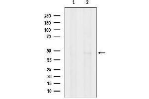 Western blot analysis of lysates from Mouse lung, using G Antibody.