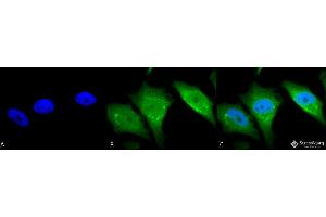 Immunocytochemistry/Immunofluorescence analysis using Rabbit Anti-Calnexin-CT Polyclonal Antibody . (Calnexin 抗体  (C-Term) (Biotin))