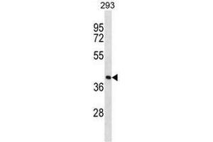 FDPS Antibody (N-term) western blot analysis in 293 cell line lysates (35µg/lane). (FDPS 抗体  (N-Term))