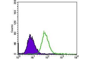 Flow cytometric analysis of HepG2 cells using EGFR mutant mouse mAb (green) and negative control (purple). (EGFR Mutant (AA 693-893) 抗体)