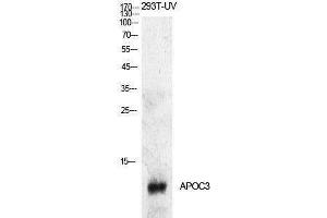 Western Blotting (WB) image for anti-Apolipoprotein C-III (APOC3) (Internal Region) antibody (ABIN3181405)