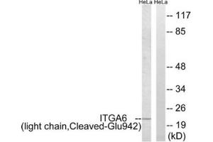 Western blot analysis of extracts from HeLa cells treated with etoposide (25uM, 24hours), using ITGA6 (light chain, Cleaved-Glu942) antibody. (ITGA6 抗体  (Cleaved-Glu942))