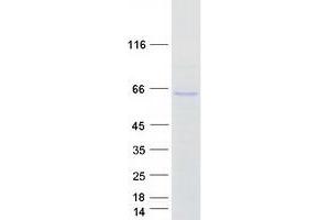 Western Blotting (WB) image for K(lysine) Acetyltransferase 5 (KAT5) (Transcript Variant 2) protein (Myc-DYKDDDDK Tag) (ABIN2723975)