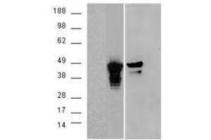 Image no. 2 for anti-Aurora Kinase A (AURKA) (C-Term) antibody (ABIN374071) (Aurora A 抗体  (C-Term))