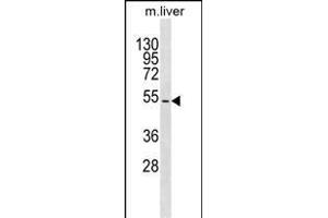 TBX15 Antibody (N-term) (ABIN1539402 and ABIN2849989) western blot analysis in mouse liver tissue lysates (35 μg/lane). (T-Box 15 抗体  (N-Term))