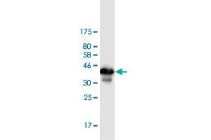 Western Blot detection against Immunogen (36. (ZBTB6 抗体  (AA 121-220))