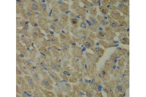 Immunohistochemistry of paraffin-embedded Mouse heart using CCBL1 Polyclonal Antibody at dilution of 1:100 (40x lens). (CCBL1 抗体)