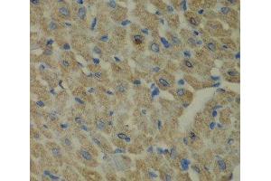 Immunohistochemistry of paraffin-embedded Mouse heart using CCBL1 Polyclonal Antibody at dilution of 1:100 (40x lens). (CCBL1 抗体)