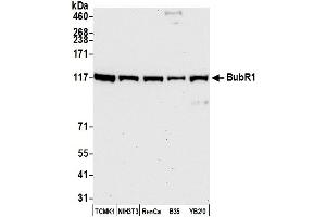 Western Blotting (WB) image for anti-Budding Uninhibited By Benzimidazoles 1 Homolog beta (Yeast) (BUB1B) (AA 350-400) antibody (ABIN7452565)