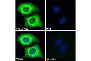 ABIN768557 Immunofluorescence analysis of paraformaldehyde fixed U2OS cells, permeabilized with 0. (DNAJB9 抗体  (AA 61-75))