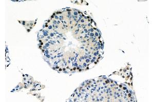ABIN6260361 and ABIN6266793 at 1/100 staining Mouse testis tissue by IHC-P. (C1orf57 抗体  (C-Term))