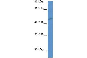 WB Suggested Anti-P2ry1 Antibody Titration: 1. (P2RY1 抗体  (Middle Region))
