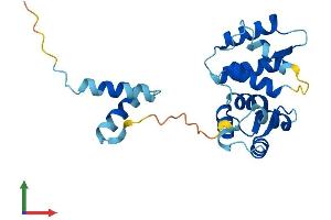 AlphaFold protein structure predicition of Human Recombinant ROPN1B Protein, UniprotID Q9BZX4