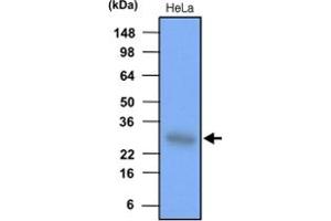 Western blot analysis of HeLa cell lysate (each 30 ug) was resolved by SDS - PAGE , transferred to PVDF membrane and probed with HSPB1 monoclonal antibody , clone 2A5 (1 : 1000) . (HSP27 抗体)