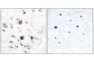 Immunohistochemistry (IHC) image for anti-Ephrin B3 (EFNB3) (C-Term) antibody (ABIN1848524) (Ephrin B3 抗体  (C-Term))