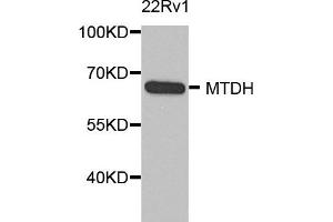 Western blot analysis of extract of various cells, using MTDH antibody. (MTDH 抗体)