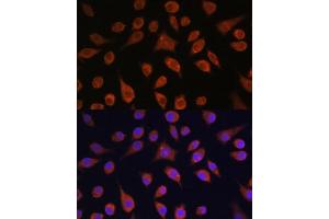 Immunofluorescence analysis of L929 cells using HOOK3 antibody (ABIN7267781) at dilution of 1:100. (HOOK3 抗体  (AA 489-718))