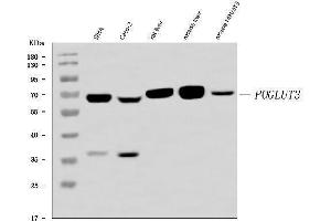 Western blot analysis of POGLUT3 using anti-POGLUT3 antibody (ABIN7825696). (POGLUT3 (AA 48-499) 抗体)