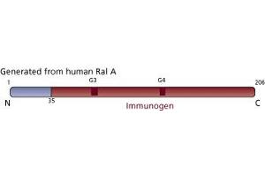 Image no. 2 for anti-Ras-related Protein Ral-A (rala) (AA 35-206) antibody (ABIN967836) (rala 抗体  (AA 35-206))