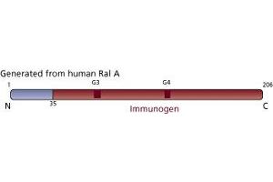 Image no. 2 for anti-Ras-related Protein Ral-A (rala) (AA 35-206) antibody (ABIN967836)