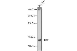 Western blot analysis of extracts of Rat liver using RBP1 Polyclonal Antibody at dilution of 1:1000. (RBP1 抗体)