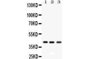 Anti- RAGE Picoband antibody, Western blotting All lanes: Anti RAGE  at 0. (RAGE 抗体  (N-Term))