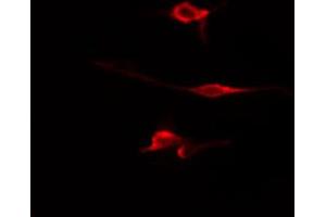 ABIN6274705 staining HepG2 cells by IF/ICC. (WWOX 抗体  (N-Term))