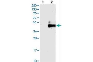 Western blot analysis of Lane 1: Negative control (vector only transfected HEK293T lysate), Lane 2: Over-expression Lysate (Co-expressed with a C-terminal myc-DDK tag (~3. (FSTL1 抗体)