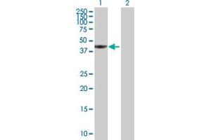 Western Blot analysis of TWF1 expression in transfected 293T cell line by TWF1 MaxPab polyclonal antibody. (TWF1 抗体  (AA 1-384))