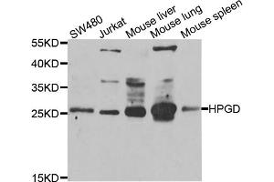 Western blot analysis of extracts of various cell lines, using HPGD antibody (ABIN5975270) at 1/1000 dilution. (HPGD 抗体)