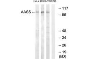 Western blot analysis of extracts from 293/HuvEc/HeLa cells, using AASS Antibody. (AASS 抗体  (AA 251-300))
