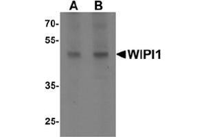 Western blot analysis of WIPI1 in rat colon tissue lysate with WIPI1 antibody at (A) 1 and (B) 2 ug/mL. (WIPI1 抗体  (C-Term))