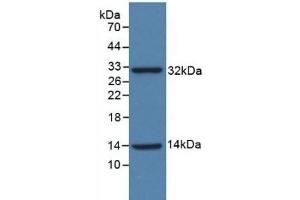 Detection of Recombinant ISR, Human using Polyclonal Antibody to Insulin Receptor (INSR) (Insulin Receptor 抗体  (AA 1024-1298))