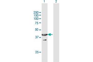 Western Blot analysis of UBXN1 expression in transfected 293T cell line by UBXN1 MaxPab polyclonal antibody.