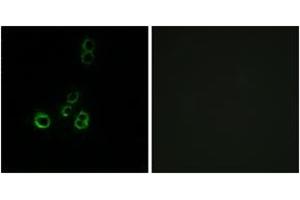 Immunofluorescence (IF) image for anti-Olfactory Receptor, Family 51, Subfamily F, Member 2 (OR51F2) (AA 292-341) antibody (ABIN1536040)