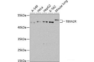 Western blot analysis of extracts of various cell lines using TBXA2R Polyclonal Antibody at dilution of 1:1000. (TBXA2R 抗体)