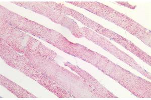 ABIN5539864 (5 μg/mL) staining of paraffin embedded Human Skeletal Muscle. (MDH2 抗体  (Internal Region))