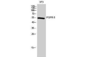 Western Blotting (WB) image for anti-Fibroblast Growth Factor Receptor-Like 1 (FGFRL1) (Internal Region) antibody (ABIN3175082) (FGFRL1 抗体  (Internal Region))